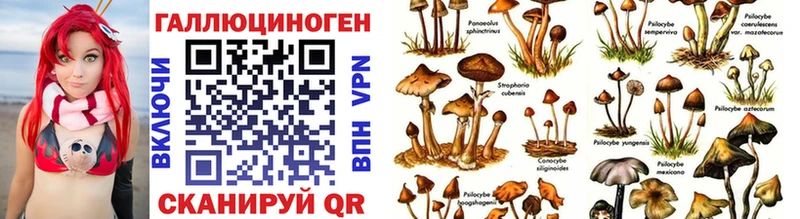 omg сайт Терек Галлюциногенные грибы Psilocybe